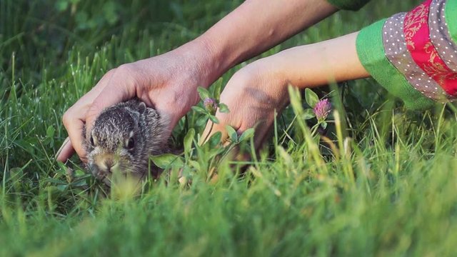 Rural scene. A woman carefully takes a small bunny in her arms.