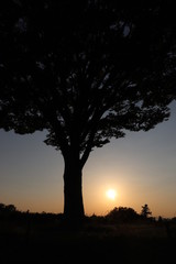 Sunset and a tree silhouette