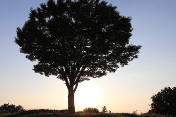 Sunset and a big tree silhouette