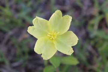 A yellow flower closeup