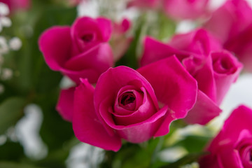 Nahaufnahme Pinke Rose