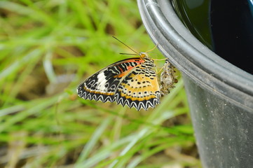 butterfly metamorphosis from cocoon and and climbing on black plastic bin prepare to flying in garden