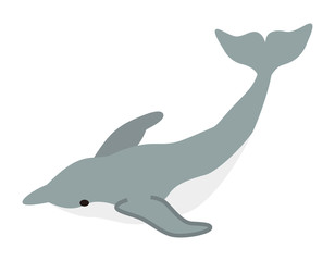 Dolphin - sea life