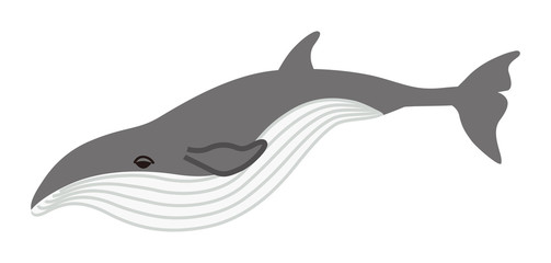 Whale - sea life
