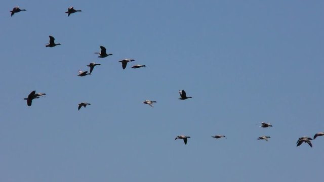 Large flock Wild migratory geese in the blue sky. The wedge of wild birds in flight.    