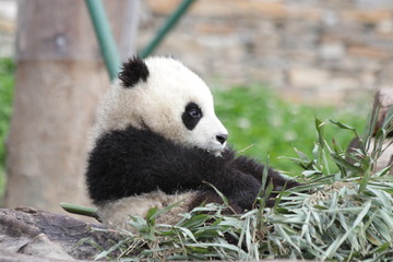 Obraz premium Close up Cute Little Baby Panda Exploring the Playground, China