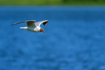 Fototapeta na wymiar beautifully flying seagull