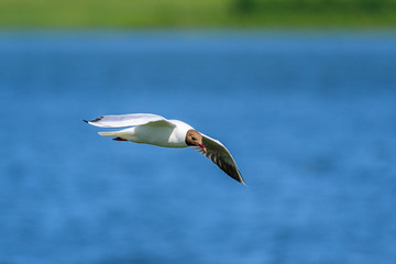 beautifully flying seagull