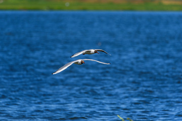 Fototapeta na wymiar Two seagulls are flying over the lake