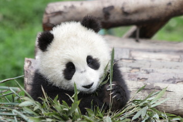 Close up Cute Little Baby Panda Exploring the Playground, China