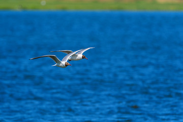 Two seagulls are flying over the lake