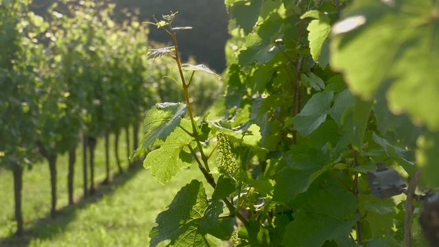 Idyllic vineyard with Immature Green Grapes