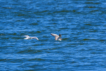 Gulls land on the water surface