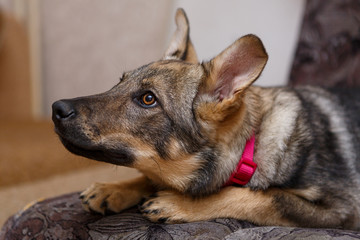 Portrait of a beautiful big dog