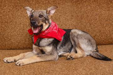 Playful puppy big dog