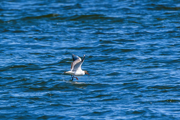 Gulls land on the water surface