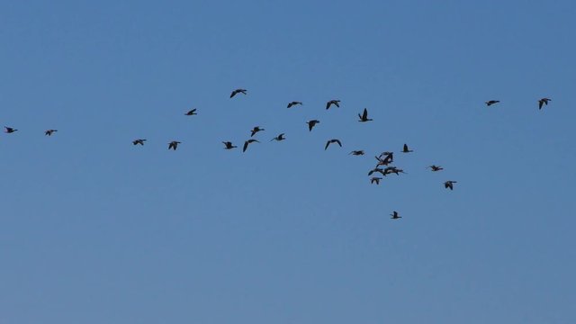Large flock of Wild migratory geese in the blue sky. The wedge of wild birds in flight.  
