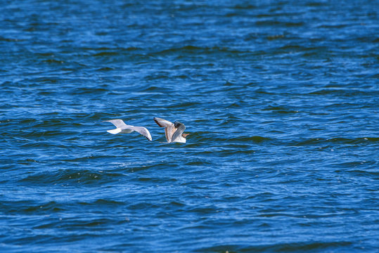 Gulls land on the water surface