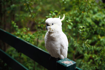 White yellow parrot cockatoo bird enjoying warm sunny weather and eating