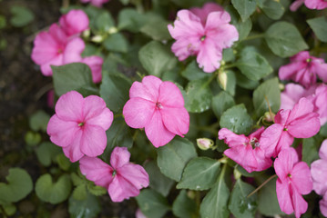Impatiens pink flowers