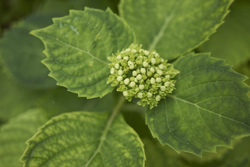 Hydrangea close up