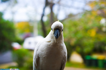 White yellow parrot cockatoo bird enjoying warm sunny weather and eating