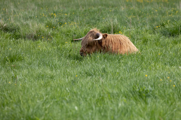 Highland cattle in Northern Norway	