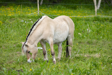 Obraz na płótnie Canvas Horse on pasture in Northern Norway