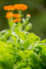 Obraz premium blooming beautiful flowers in the summer garden.