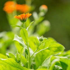 blooming beautiful flowers in the summer garden.