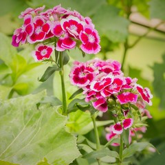 blooming beautiful flowers in the summer garden.