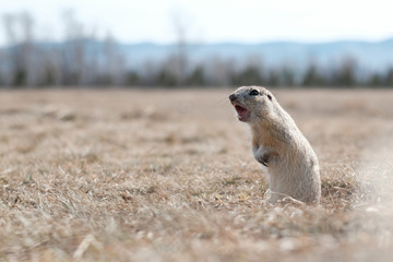 Tatyshev-park, Krasnoyarsk, Siberia.