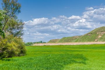 Landscape with cereal crops, still green, on the banks of Henares river on the hiking route that goes to Los Santos de la Humosa on a spring afternoon.