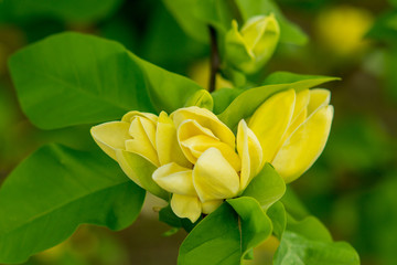 Flower blossom on natural background. Blossoming flowers with yellow petals. Yellow bloom and green leaves. Nature, botany and environment. Floral shop decor and design