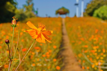 beautiful flowers in the park outdoor