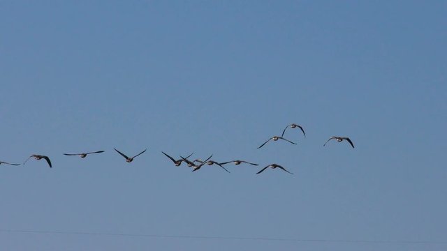 String of Wild migratory geese in the sky. The wedge of wild birds in flight.  