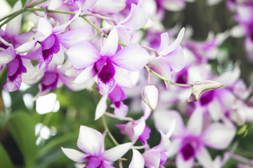 Fototapeta na wymiar Purple orchid in the garden.