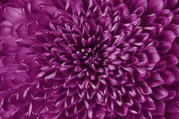 Chrysanthemum eggplant closeup. Macro. It can be used in website design and printing. Also good for designers.