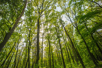Tall trees with green leaves, bottom view. Woodland on sunny day. Summer forest landscape. Spring or summer nature. Wanderlust and vacation
