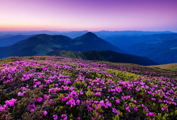 Fototapeta na wymiar Mountains during flowers blossom and sunrise. Beautiful natural landscape at the summer time