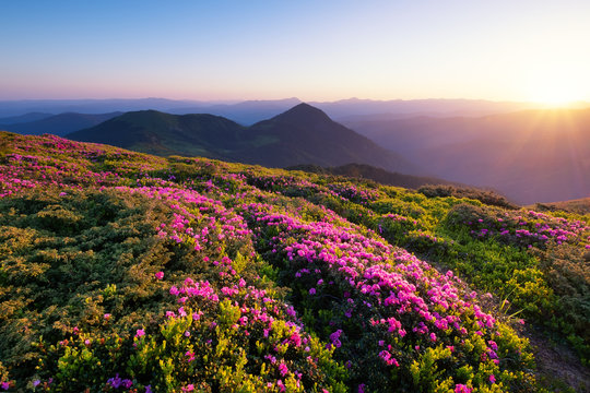 Mountains during flowers blossom and sunrise. Beautiful natural landscape at the summer time