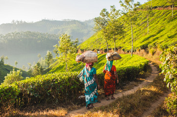 Work in the tea plantations - Powered by Adobe