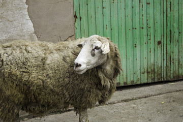 Sheep in farm