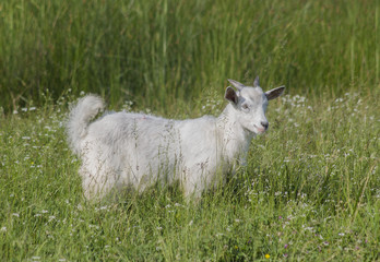 Obraz premium A little white goat smiles in the green green grass.