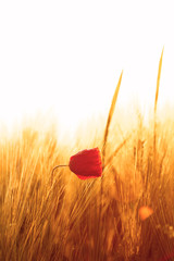 Poppy seed flower in a field of barley