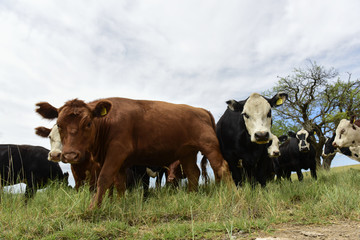 Steers fed on pasture, La Pampa, Argentina