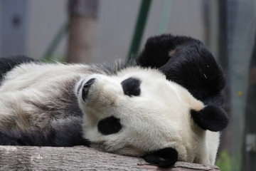 Naklejka premium Sleeping Giant Panda, Wolong, China