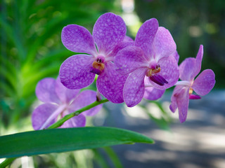 Purple Vanda Orchid