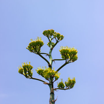 sky green quiote