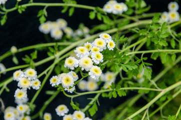 small white and yellow flowers in the woods, with perfume scent, which announce the spring, and the change of season.